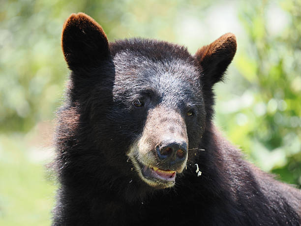 istock Close-Up Portrait of a Curious Black Bear 2224282561