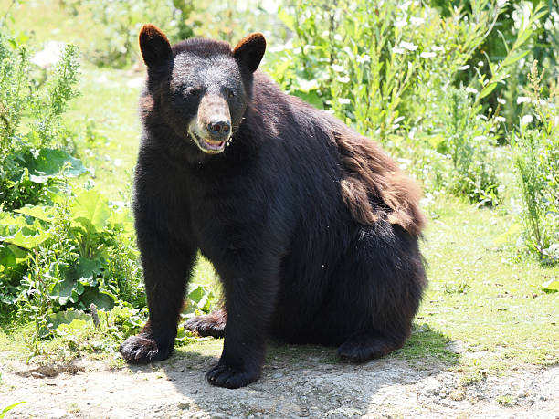 istock Majestic Black Bear Resting in the Sun 2224282641