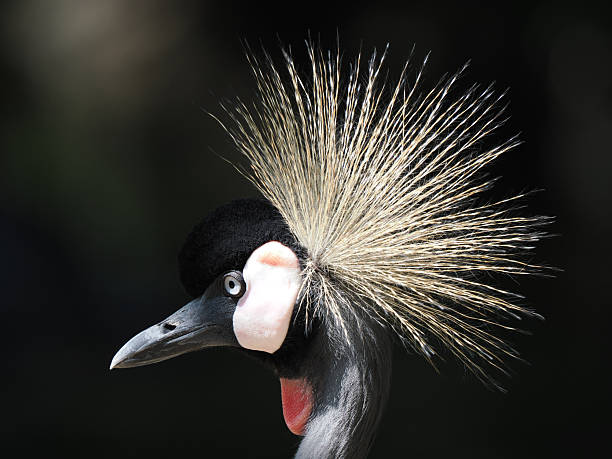 istock Majestic Crowned Crane with Striking Golden Crest 2224282754