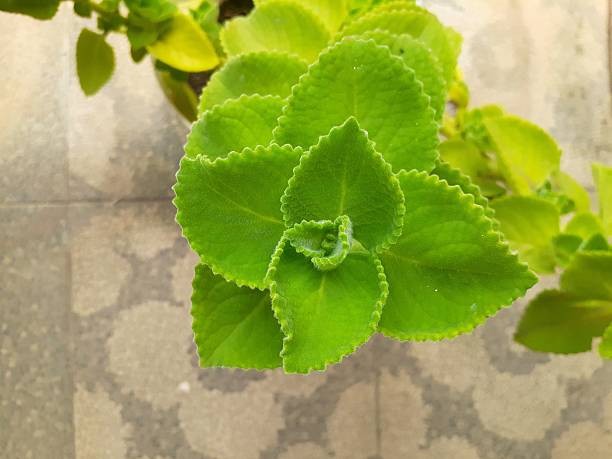 istock Coleus amboinicus plant 2224287427