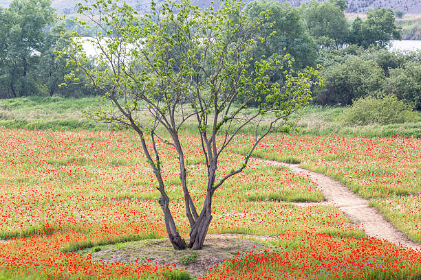 A riverfront view on a spring day full of red poppies, cornflower, babys breath and spring flowers. A view of the Akyang banks near the Namgang River in Haman-gun, Gyeongsangnam-do, Korea.