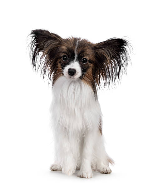 istock Epagneul Nain Papillon dog on white background 2224292776