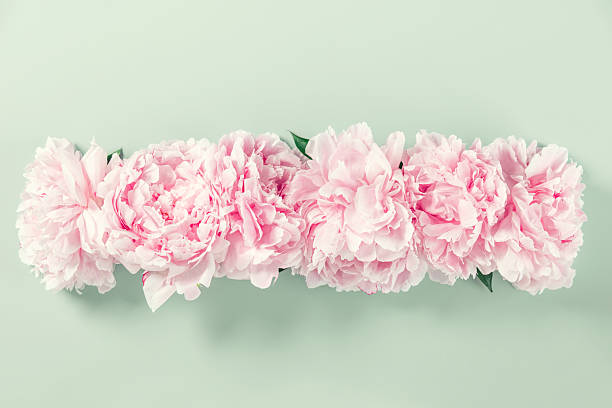 Elegant row of blooming pink peonies arranged horizontally on a light green backdrop, creating a fresh and romantic floral composition.