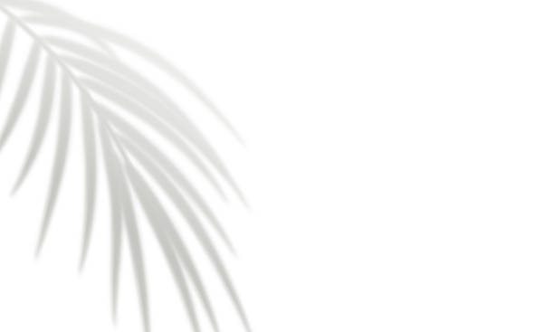 istock Realistic gray blurred shadows of tropical palm leaves 2224294372