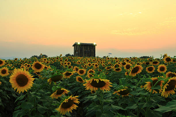 istock a view of a hill with sunflowers in bloom 2224294718
