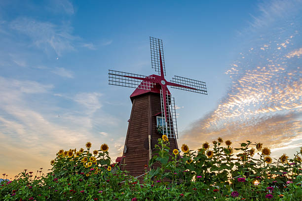 Summer scenery of Gangju village in Haman-gun, Gyeongsangnam-do, Korea where sunflowers are blooming