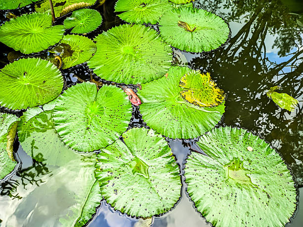 istock Water lily or Victoria amazonica 2224295760