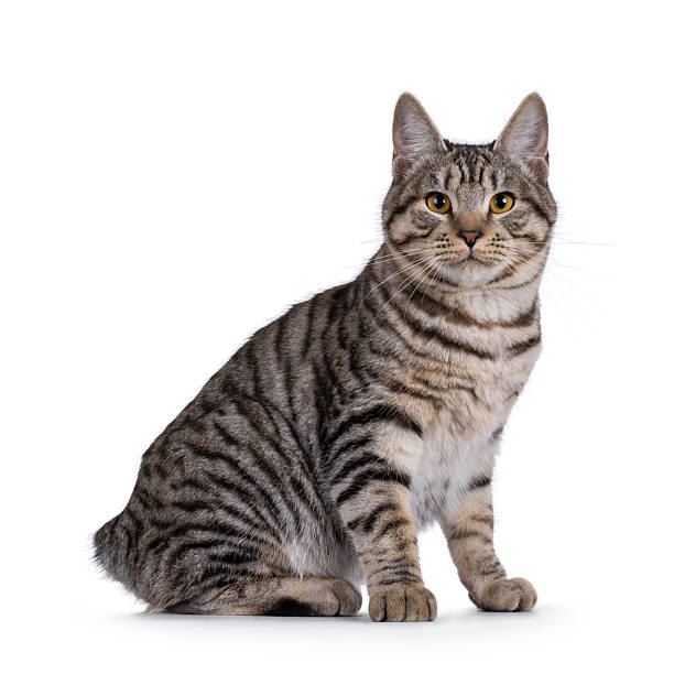 istock Kurilean Bobtail cat kitten on white background 2224295875