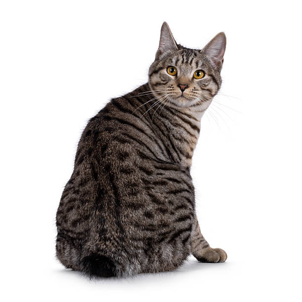 Kurilean Bobtail cat kitten on white background