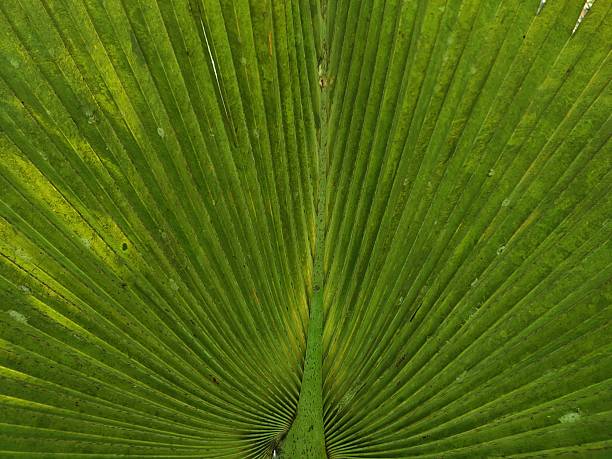 A close-up shot looks up through the fronds of a coconut palm tree against a partly cloudy blue sky.