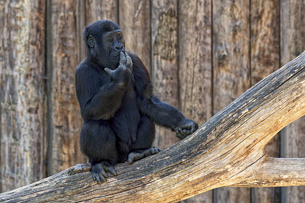 A Silverback gorilla sitting in captivity.