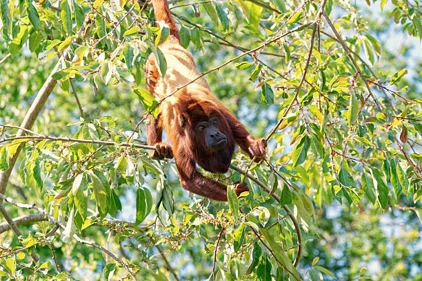 Public bird park avifauna. Outskirts of Alphen an den Rijn. Netherlands. Red howler monkey (Alouatta seniculus) climbing in treetop canopy