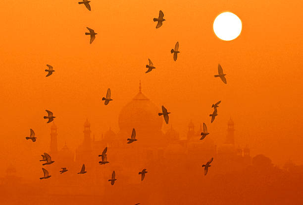 India, Agra, Taj Mahal, sunrisei n fog.  a flight of pigeons