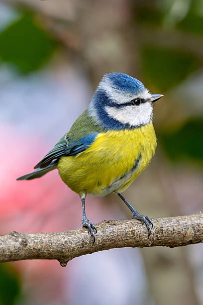 istock Blue Tit (Cyanistes caeruleus), common across Europe, spotted in Phoenix Park, Dublin. 2224298229