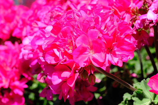 Close-up of pink geranium flowers in sunlight. Pink blooming geraniums. Gardener, horticulture. Flower care, florist.