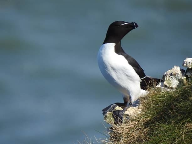 istock Close side view of a Razorbill  with head turned away while perching on a slope at the edge of a cliff 2224298882
