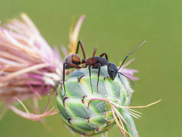 A small brown ant peers out of a large tubular pink and yellow flower.