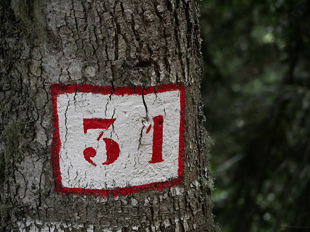 istock number 31 painted in red letters and white background in a tree trunk in a forest 2224299247