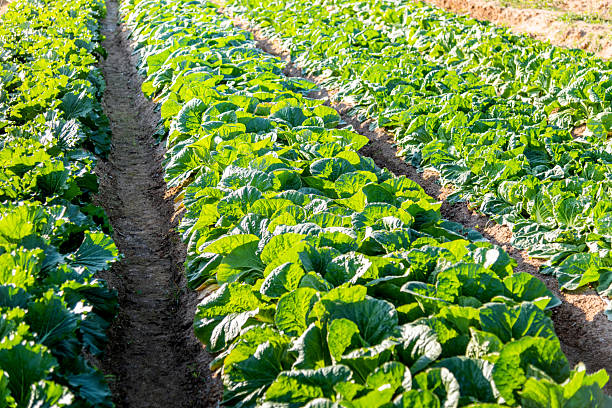 Chinese cabbage crops growing in a field