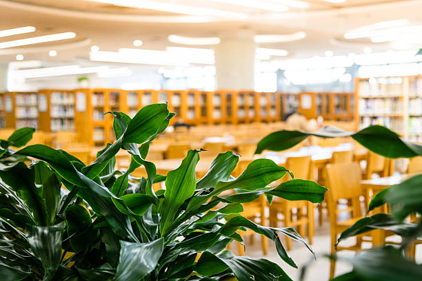 Yellow wooden tables and chairs arranged neatly in the library.