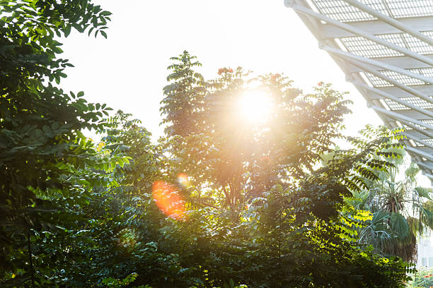 Low angle view of green leaves background with sunlight