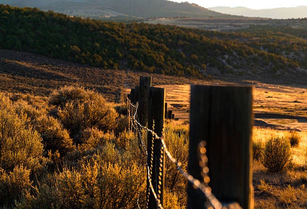 Barbed Wire Fence in Warm Golden Hour - Detail of fence backlit in warm light in rural ranching area out west.