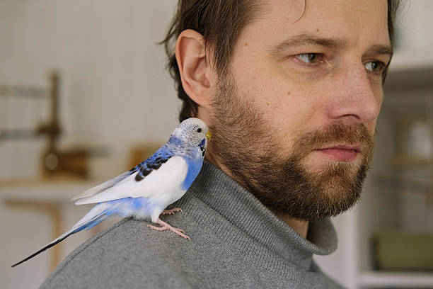 istock Budgerigar playing with handsome man. Budgie. Funny blue purple parakeet sitting on owner head. Cute violet tamed bird having fun with people. Friendship, relationship with Pets. Cute domestic animals 2224306579