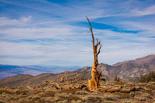 istock Ancient bristlecone pine reaching for the sky in the White Mountains, California 2224307958