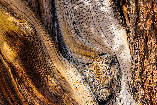 istock Ancient bristlecone pine tree trunk showing knots and gnarls in California forest 2224307970