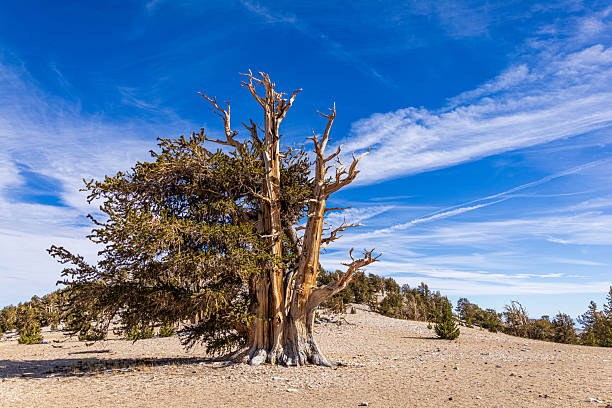 istock Ancient bristlecone pine growing in the Inyo National Forest, California 2224307982