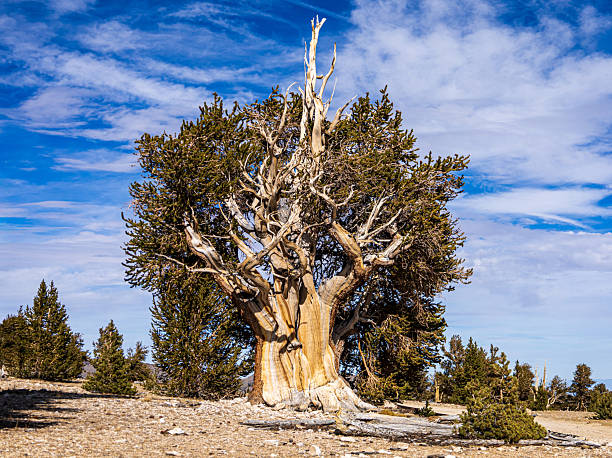 Gnarled bristlecone pine tree with green needles and twisted branches growing in the Ancient Bristlecone Pine Forest in California's White Mountains