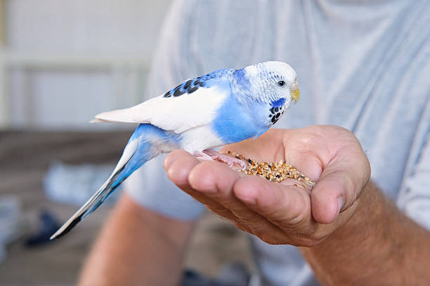 istock Owner man feeding a budgie. Close-up. White blue budgerigar perching on the hand. Pet bird is eating cucumber from human palm. Cozy Indoor Setting. Person is gently handfeeding a parrot in bright roomOwner man feeding a budgie. Close-up. White blue budger 2224308210