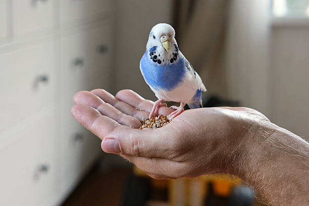 istock Owner man feeding a budgie. Close-up. White blue budgerigar perching on the hand. Pet bird is eating cucumber from human palm. Cozy Indoor Setting. Person is gently handfeeding a parrot in bright roomOwner man feeding a budgie. Close-up. White blue budger 2224308211