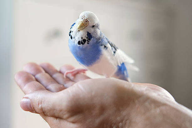 istock Owner man feeding a budgie. Close-up. White blue budgerigar perching on the hand. Pet bird is eating cucumber from human palm. Cozy Indoor Setting. Person is gently handfeeding a parrot in bright roomOwner man feeding a budgie. Close-up. White blue budger 2224308212