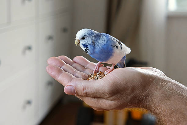 istock Owner man feeding a budgie. Close-up. White blue budgerigar perching on the hand. Pet bird is eating cucumber from human palm. Cozy Indoor Setting. Person is gently handfeeding a parrot in bright roomOwner man feeding a budgie. Close-up. White blue budger 2224308213