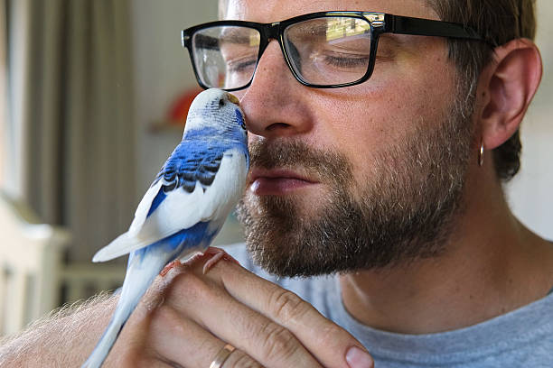 istock Budgerigar playing with handsome man. Budgie. Funny blue purple parakeet sitting on owner head. Cute violet tamed bird having fun with people. Friendship, relationship with Pets. Cute domestic animals 2224308320