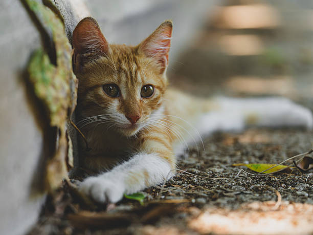 istock cute yellow cat in the garden 2224308848