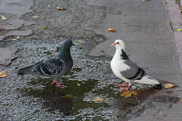 istock Two Pigeons Standing by a Puddle on City Pavement 2224308902