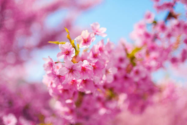 Closeup pink cherry blossom or sakura petal blooming during springtime in Japan