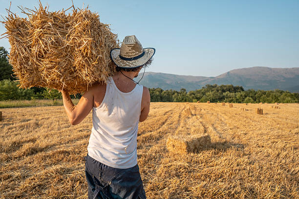 A person wearing a hat carries a hay bale in a scenic countryside field during harvest season under a clear sky. The image captures rural life, hard work, and the beauty of nature.
