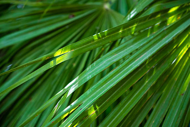 istock Green palm leaves close up. Natural background. Selective focus. 2224311920