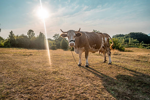 A serene countryside scene featuring a brown and white cow tethered in a sunny field quietly grazing. The warm sunlight enhances the natural rural atmosphere during a peaceful summer day.