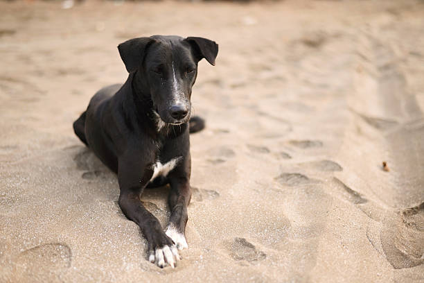 istock Black Beach Dog Lying on Sandy Shore 2224314170
