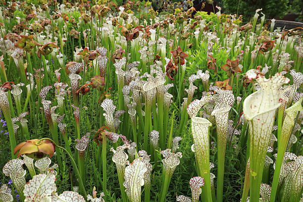 Large Field of Pitcher Plants