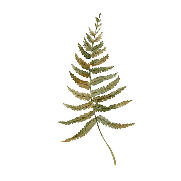 istock Fern leaves hand drawn with watercolor and isolated on white background. Illustration for fall design of cards, invitations, labels 2224316424