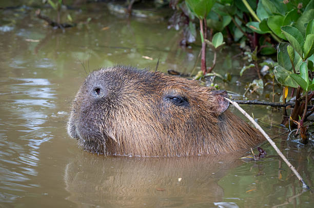 istock Capybara Swimming in Water 2224319494
