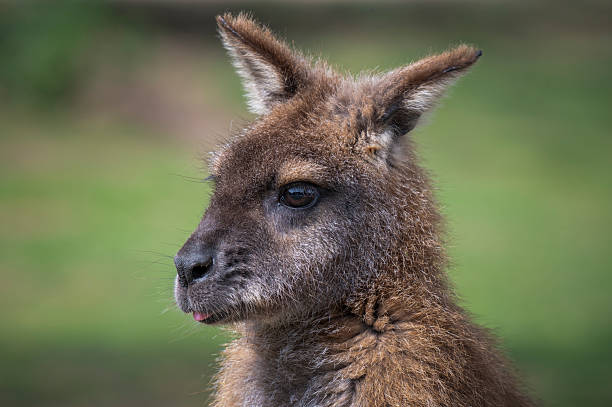 istock Close Up Swamp Wallaby 2224319572