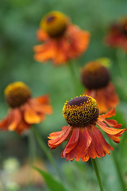 istock Vibrant orange helenium flowers with striking brown centers and blurred green background in a natural outdoor setting. 2224319576