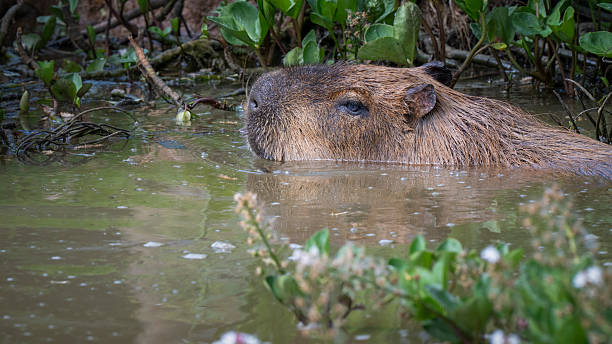 istock Capybara Swimming in Water 2224319741