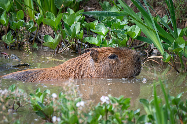 istock Capybara Swimming in Water 2224319754